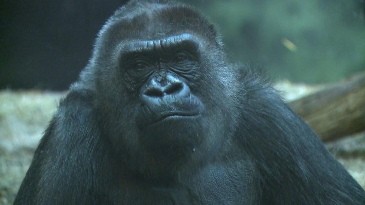 oid gorilla image oid gorilla image
