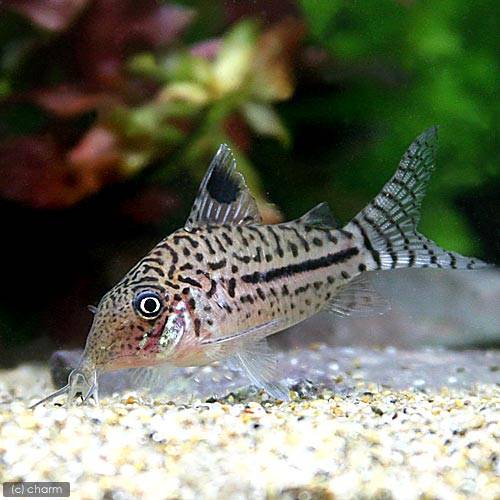チャーム公式 Sur Twitter 熱帯魚 コリドラス レオパルダス ペルー ワイルド １匹 ネットワーク模様と 背ビレの明瞭なスポットが特徴的なセミロングノーズ種です T Co Eeyapabjk1 チャームのおすすめ商品 熱帯魚 コリドラス T Co