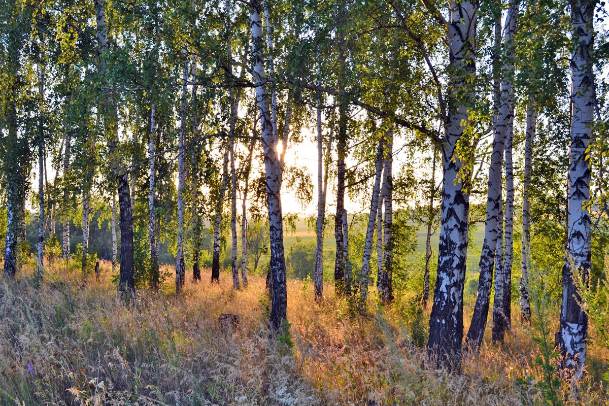 #венев Начат приём работ на выставку и конкурс ФОТОВЕНЁВ-2018 fotovenev.ru Положение о выставке veneva.ru/fotovenev-2017…