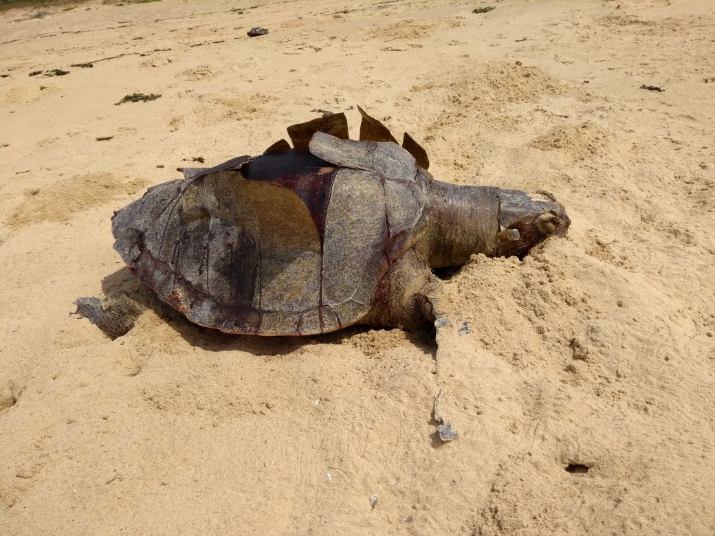 MarineSeaTurtle's tweet photo. Human impacts #PlasticPollution #Climatechange  is having a destructive results on #MarineLife sadly during the survey we found most of them dead were #EggLaying Female #SeaTurtles @Sindhudurg @Shelter4Strays @myvetswildlife @myvetswildlife5 @stsperu2016 @seaturtle @UNDP https://t.co/XedpMzRcTg