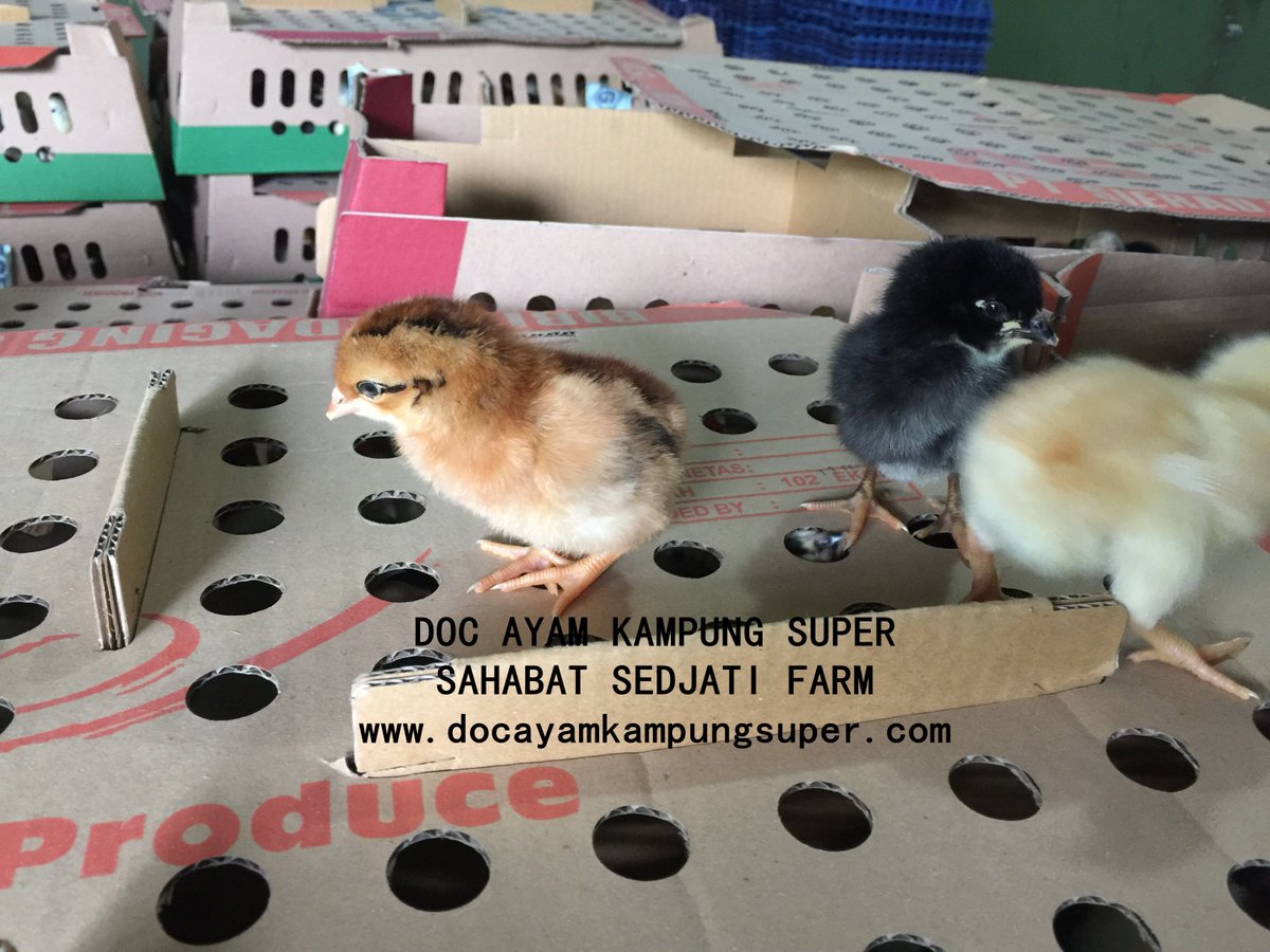 ssfjoper's tweet photo. Update Pull chick 19 Februari 2018 #docayamkampungsuper #sahabatsedjatifarm #jualdocmurah https://t.co/gxR047jknn