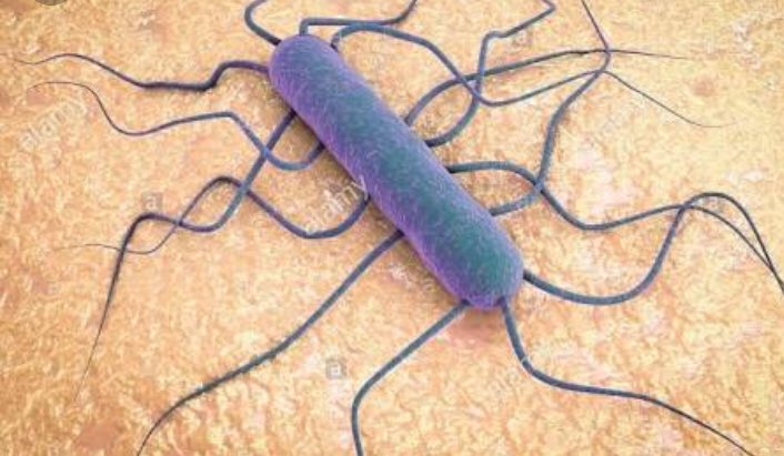 CityofJoburgZA's tweet photo. #ListeriosisAwareness Listeriosis is a serious illness caused by eating food contaminated with the germ called Listeria monocytogenes ^NB https://t.co/AL3K5rIMlL