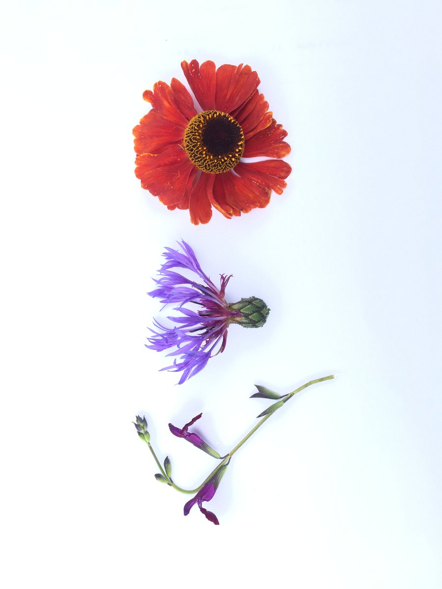 It might seem like a long way away, but Spring is springing soon! These summer favorites will be back in flower before we know it. #Salvia j. ‘Nachtvlinder’, Centaurea monata and #Helenium ‘Ruby Tuesday’. #summeriscoming #summerflowers #AVlist #horticulture #plantnursery