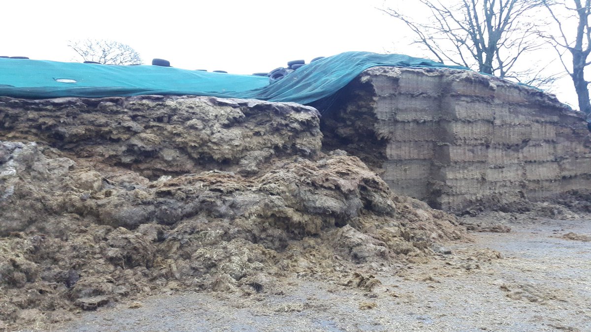 cairngaver1's tweet photo. @dwright_IFJ @GrassCheck . This silo slip happened over night. A real risk at this time of the year https://t.co/ewIS2DFh08