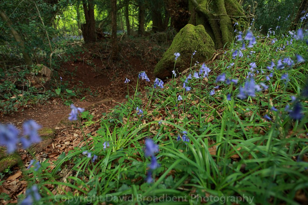 FANDVOS's tweet image. 13th May #photo #training #courses @puzzlewoodfod in the #deanwye great place to #learn new techniques. facebook.com/pg/ForestofDea…