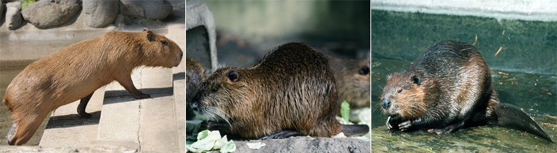 東京ズーネット 公式 A Twitter Ikdmiki 水元公園でのヌートリアの目撃談というのはあったようですね ビーバーは今の上野ではなつかしの動物でもあります Twitter 東京ズーネット 公式 A Twitter Ikdmiki 水元公園でのヌートリアの目撃談というのはあったようですね ビーバーは今の上野ではなつかしの動物でもあります Twitter