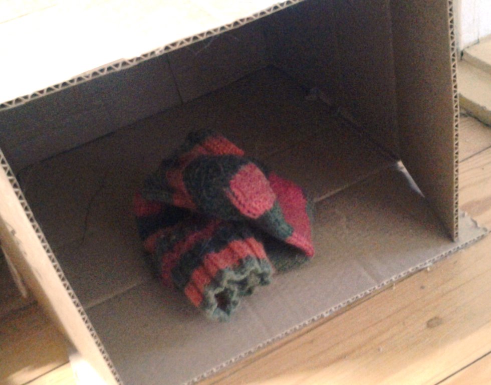 elinakoi's tweet photo. This is not a #woolsock in a cardboard box. This is a huge #prey animal 🦓dragged by a fierce #predator 🦁 (= one of my #cats) to her den. 😁 https://t.co/2MXzwAEbVY