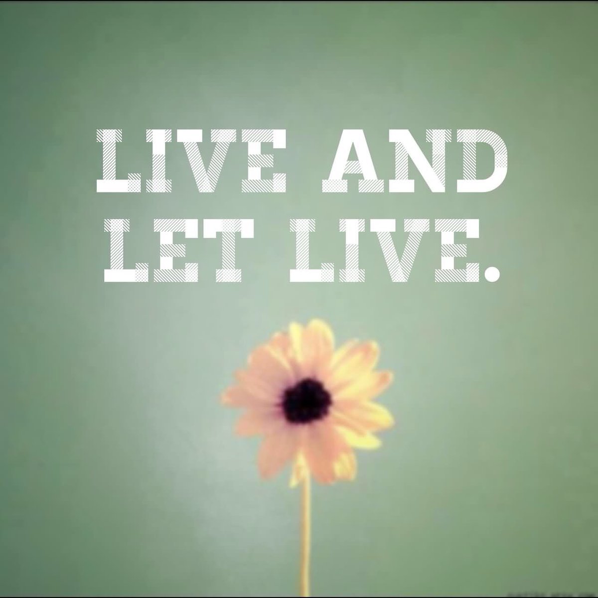 Live good картинки. Live and let live. 10cc – 1977 - live and let. Live and let live idiom. Live and let live фирма.