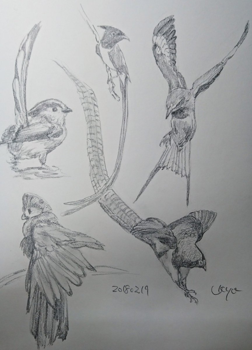 動物 鳥 イラスト 動物 鳥 イラスト