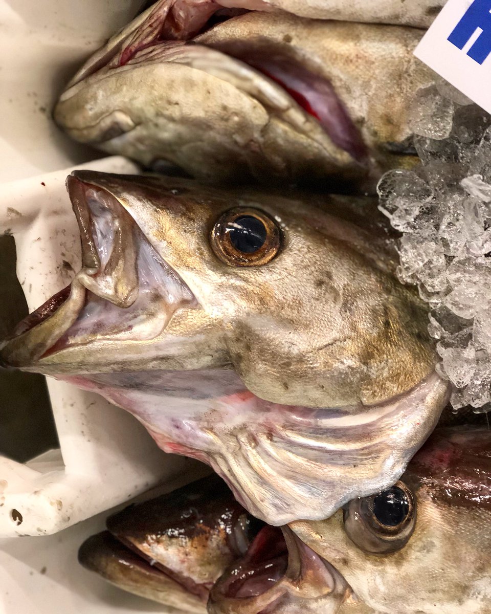 JoshPerkes's tweet photo. Inshore Rod&amp;Line Pollock 🙌🏻 https://t.co/cuWGmlhXfW