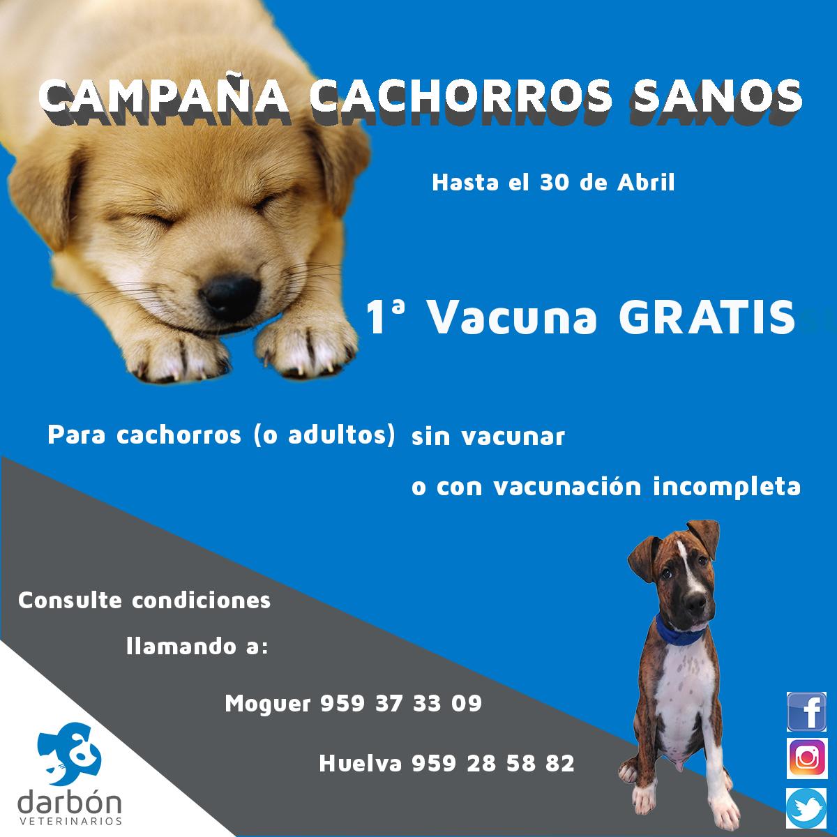 DarbonVet's tweet photo. Queremos ayudarte a mantener sano a tu perro. Beneficiate de nuestra campaña #vacunagratis #perrosano #darbonmoguer #darbonhuelva https://t.co/LmnN2yhmZE