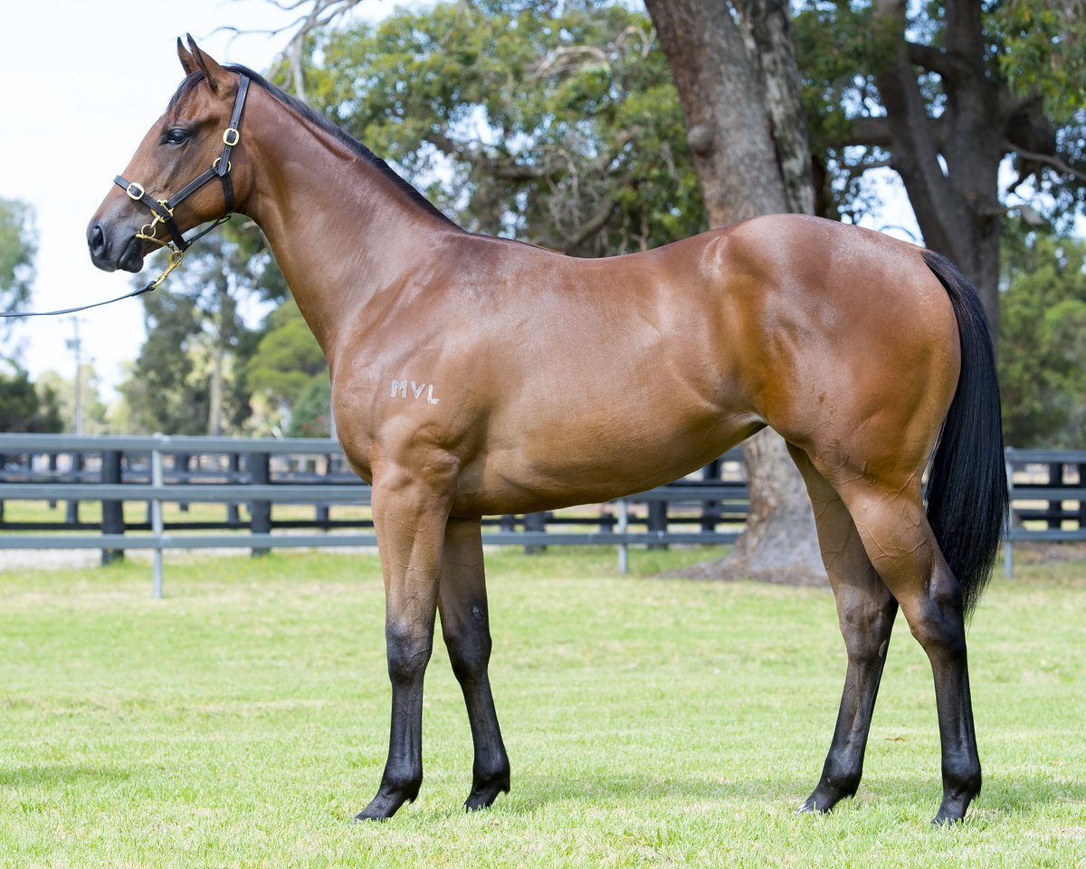 mmsnippets's tweet photo. Congratulations to buyer Simon Miller and vendor @TouchstoneFarm with Lot 70, the Nicconi filly from Fully Chargeable selling for $200,000 at the #PerthYearlingSale. A wonderful filly heads to the stable of recent MM WA 2YO Classic winner Valour Road. 
#MMWA
#Lot70
#MagicMillions https://t.co/bg4wUwolg9