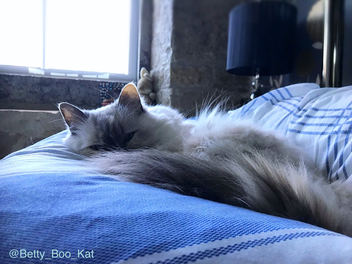 It’s a cold damp start to #KittyLoafMonday ☔️🙀☔️ so my #MondayMotivaton is to stay in bed 🍞