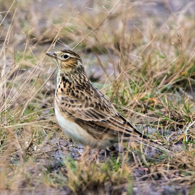Musselburgh, Sunday pm: Lark ascending- then descended