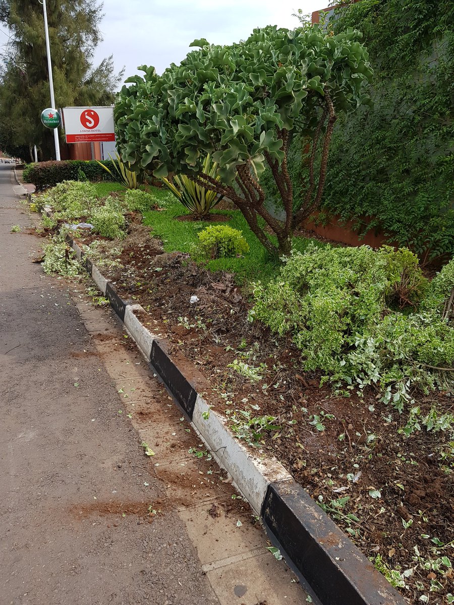 cujeneza's tweet photo. Woke up this morning and found this 😔. I would like to understand why 😓. Dear City of Kigali, could you please explain why all duranta flowers have been cut off in the streets of Kiyovu this morning, without prior notice? https://t.co/uCT0jm8e7K