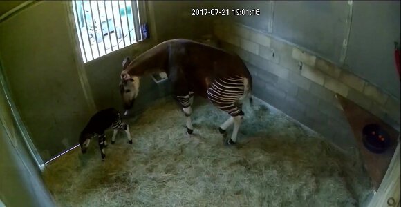 どうぶつびより 縞模様の脚が特徴的 貴重なオカピの出産シーン オカピの赤ちゃんが生まれて初めて立ち上がる瞬間 T Co Wkthczwhcr