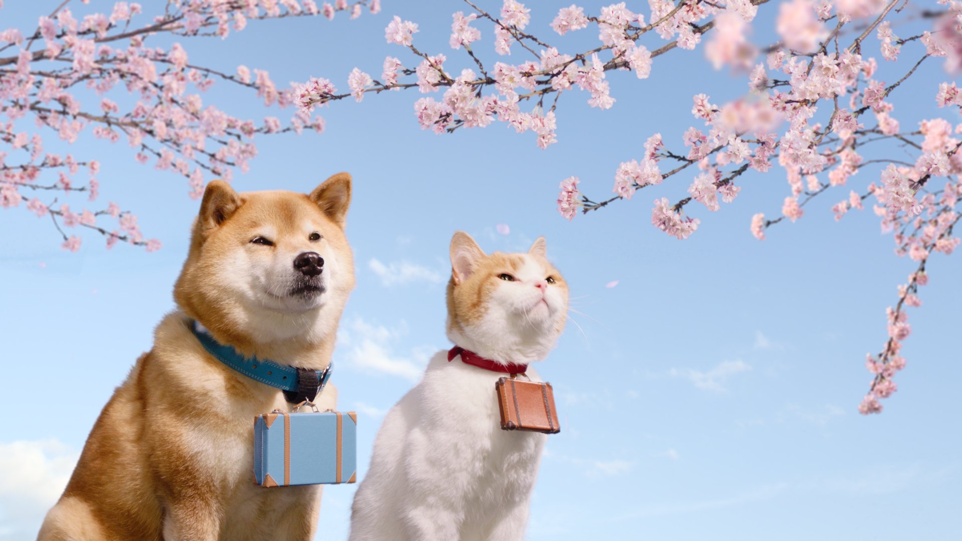 完了しました にゃらん 壁紙 人気のhd壁紙画像 完了しました にゃらん 壁紙 人気のhd壁紙画像