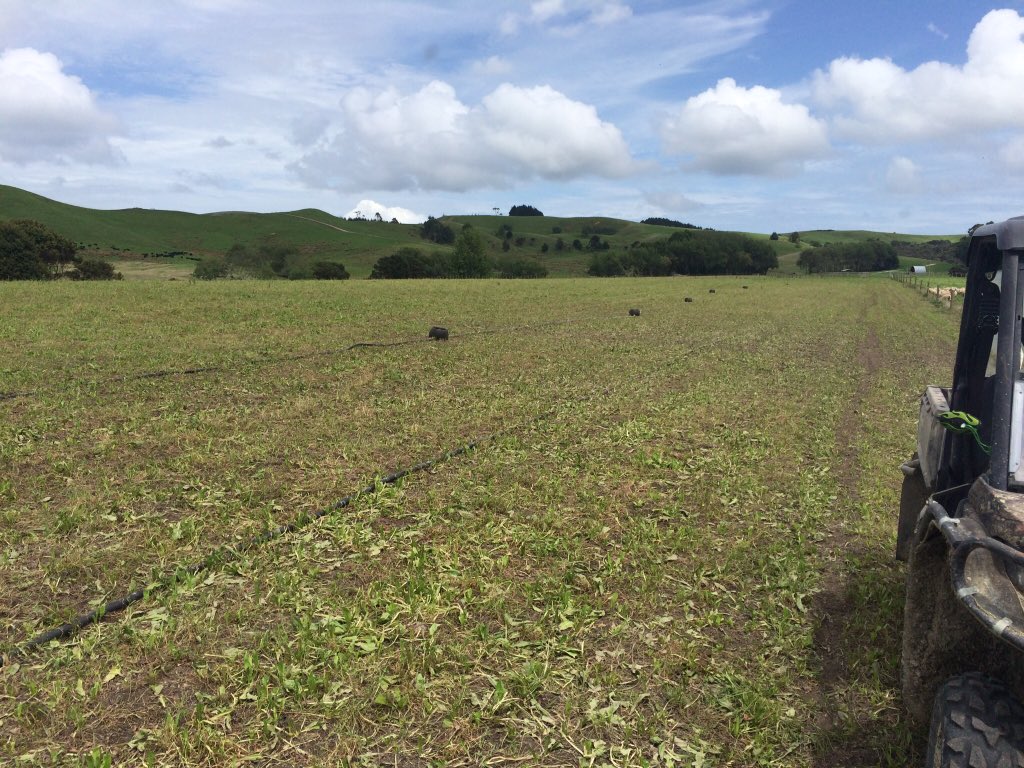 4aron_Baker's tweet photo. After struggling to initially establish, this Rocket fuel has boosted out of the ground and enjoying the unusually high Summer rainfall, lambs struggling to be contained behind five hot wires. Looking great at Tapora today @kyle_gardyne #TotalAg https://t.co/ulyN07aJRd