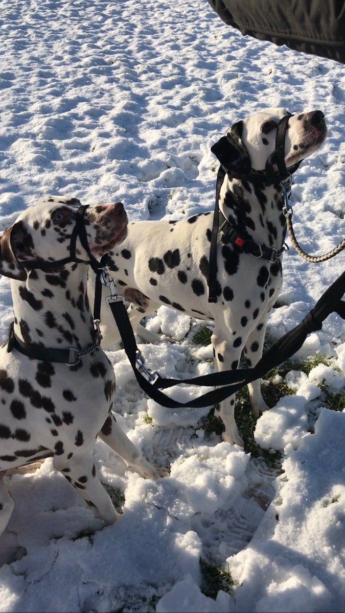 NCLDogCatSheltr's tweet photo. Hotdogs are the way to Molly &amp; Charlie’s heart 😍😍 hotdogs are a great training treat for our dogs as well as peanut butter which we put into Kongs to keep them entertained 🐶 we are currently in need of hotdogs and peanut butter 🐾 all donations are appreciated 🌟 https://t.co/rSomsneyID
