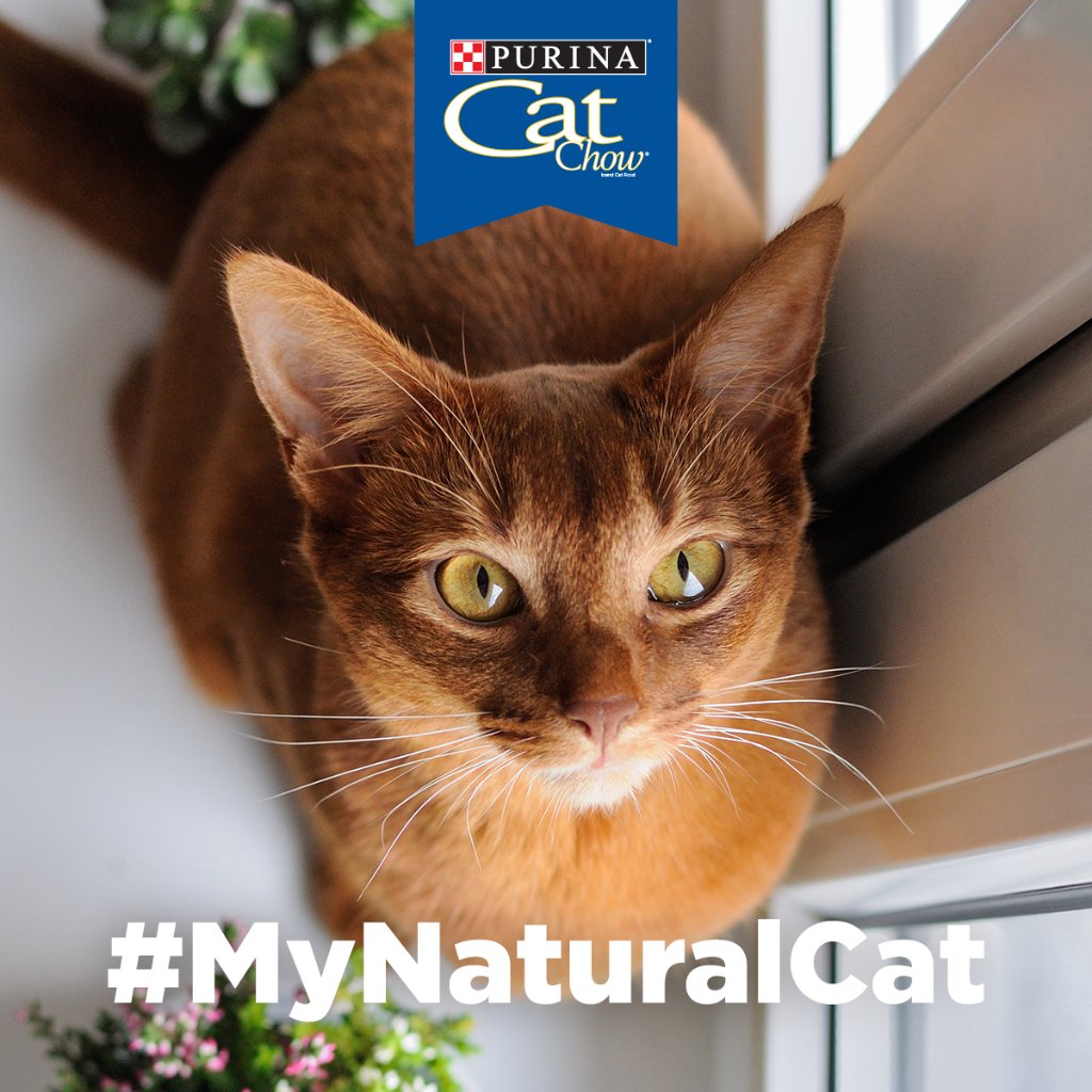 PurinaCatChow's tweet photo. How does your cat keep it natural? Share a photo of your cat in his or her most natural habitat with #MyNaturalCat and tag us, so we can see! https://t.co/byuIdchpwn