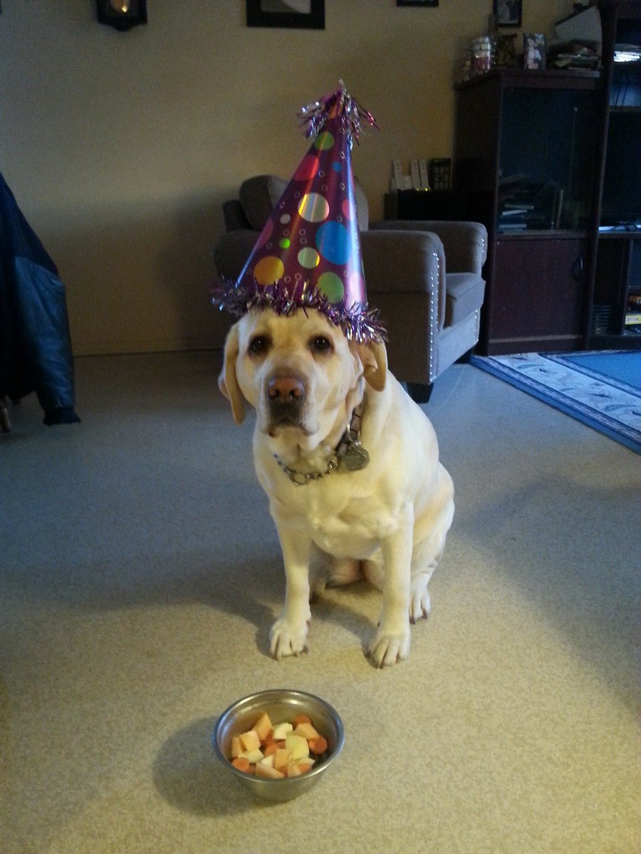 Paws4Ethan's tweet photo. Happy 4th Birthday SD Molly. Thank you for being Ethan's hero. #autism #servicedog #k4Paws https://t.co/L3uUClc6l2