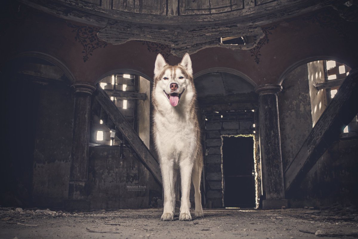 merri__chan's tweet photo. Wow war ich schon lange nicht mehr auf Twitter 🙈😅 ich wusste gar nicht das mein Account noch existiert.
https://t.co/K6VWa4m3UW
https://t.co/LVRvCyCGBQ
#SiberianHusky #photography #fotoconbytechland  #yukithesnowdevil https://t.co/Kbhfcrz6G1