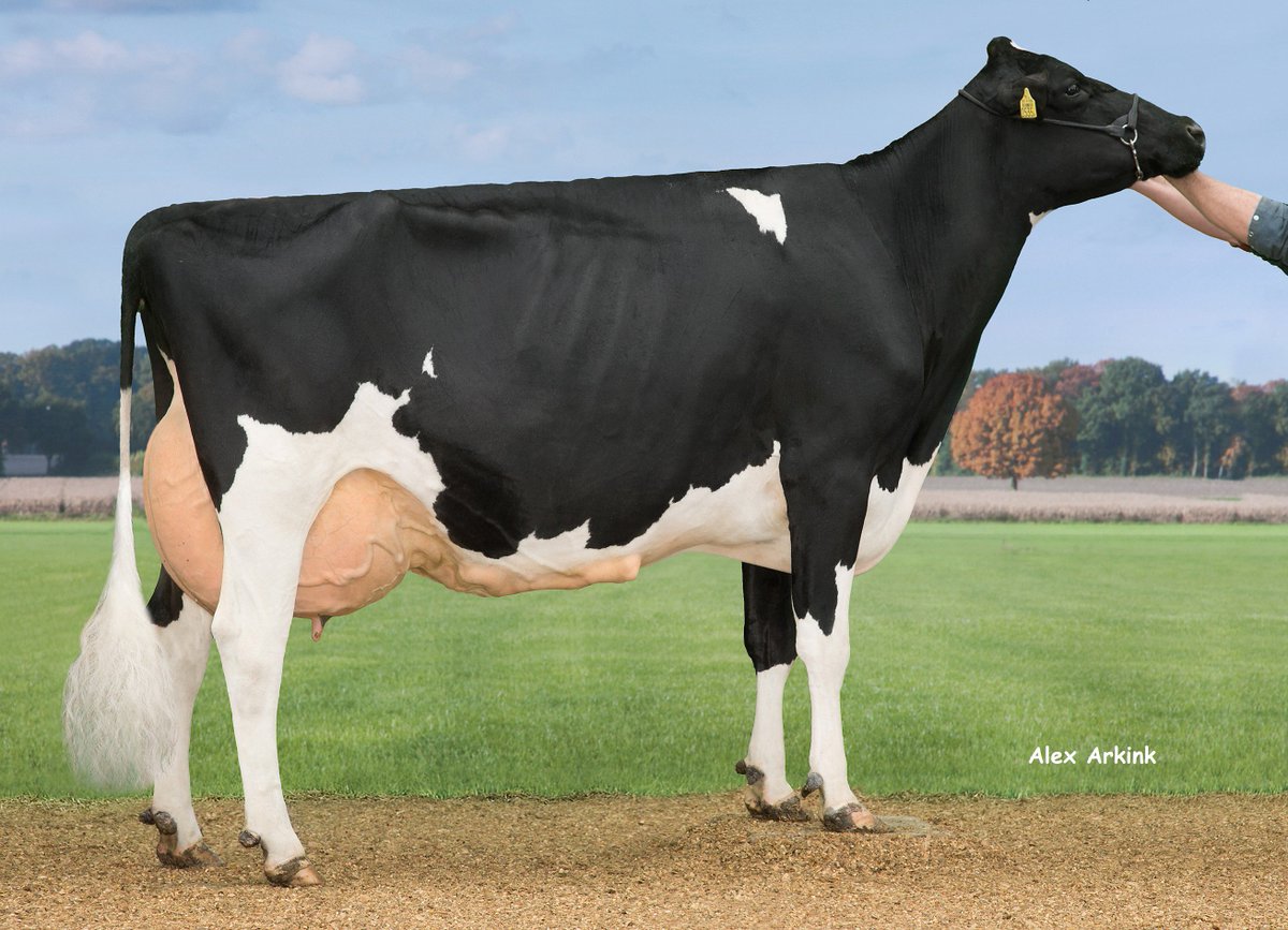 GoorPieterv's tweet photo. Oud Deltadonor Alana enkele weken terug opnieuw op de foto gezet.
Delta Alana v. Mascol.  AV.90 pnt. Bijna 110.000 kg melk en nog steeds puntgaaf..
Eig: Arjen Vernooij. https://t.co/eMyEB9HH9B