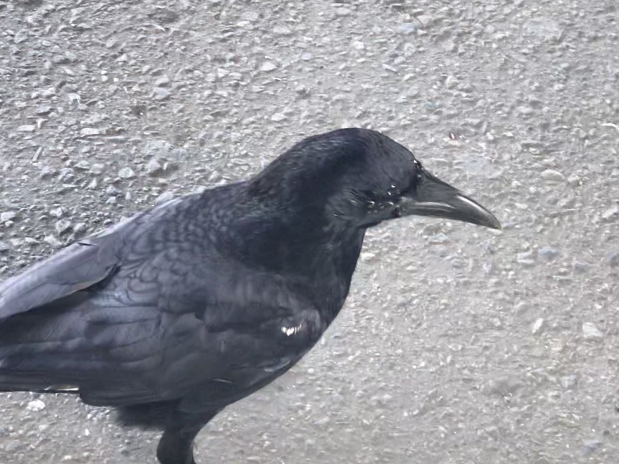 Dr Shirai Hakase Metaverse R D Director Reality 駅で白い羽を持ったカラスを見かけた なんかかわいい 私の足元に落ちてた フライドポテトを狙っていた T Co Qyratigmgn Twitter