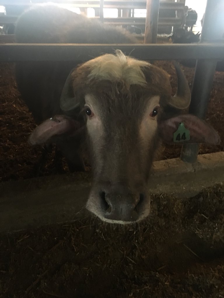 5pointsranch's tweet image. Good week to be a water buffalo! Rain for the next 5