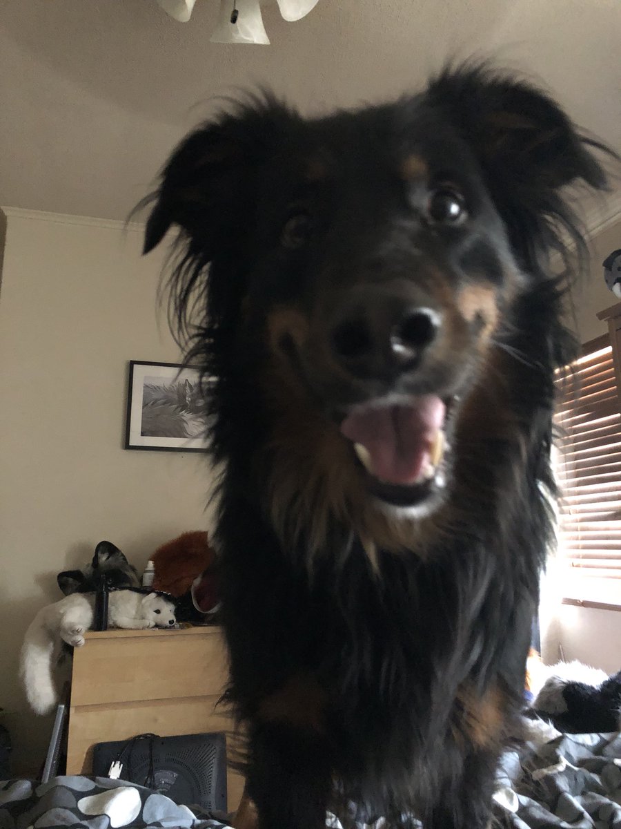 Coda-is-a-Goodboy tweet media