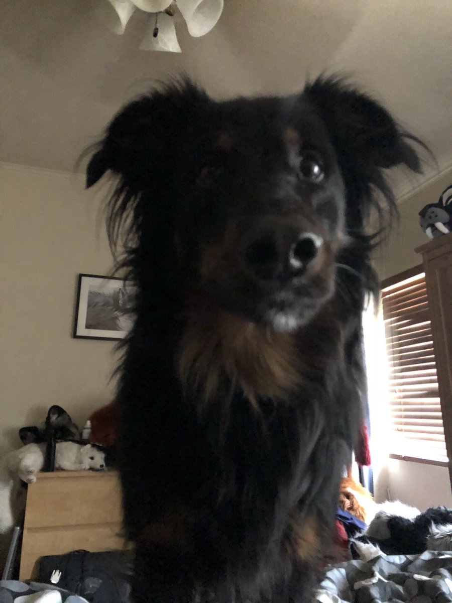 Coda-is-a-Goodboy tweet media