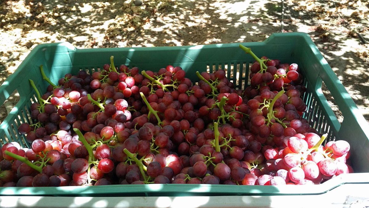 Grapa Varieties tweet media