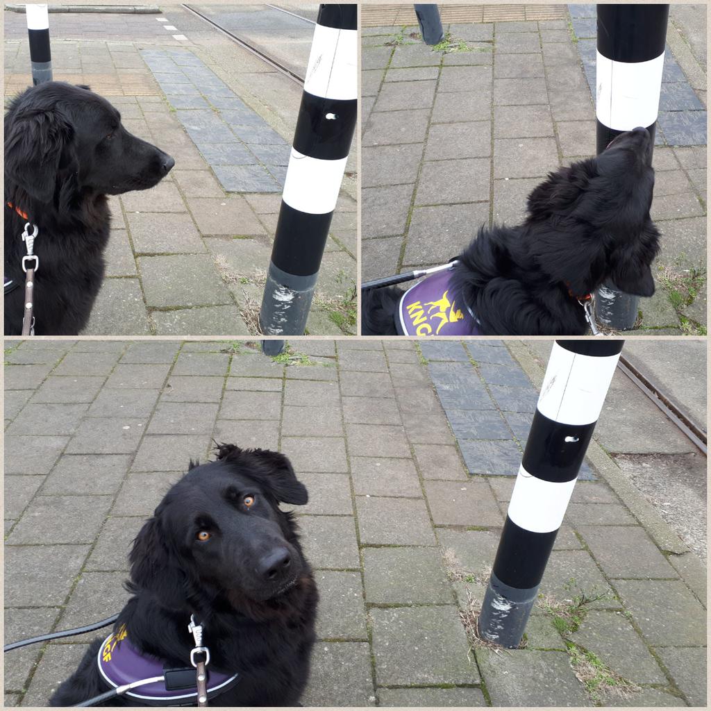 irmavanhoeven's tweet photo. Lesje paal zoeken. @KNGFGeleidehond #kngf #geleidehond #geleidehondintraining #guidedogtraining #guidedog https://t.co/d6PlLYbjte