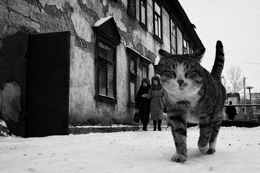 Фотографско засолниште за напуштените мачки | okno.mk/node/69739