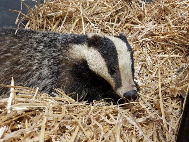 HastingsObs's tweet photo. Young #badgers rescued from #Hastings back garden https://t.co/FXulzcvlp2
#AnimalRescue #Sussex #WRAS @eastsussexwras https://t.co/0UGxWntO7W