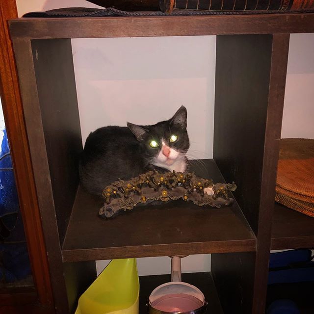 kusashoes's tweet photo. #catinabox #beautiful #girl #found another #comfy place to #rest. #cat #shelf #relax #sleep #hot #day https://t.co/Gf0N8miljl #kusashoes_, #flipflops, #summer, #fun, #gift, #beach,@kusashoes_#nature #sky #sun #summer #beach #beautiful #pretty #blue #flowers #tree #beauty #light… https://t.co/fnUFUzlAFw