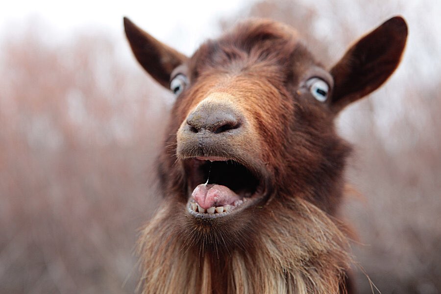 Nuldettig's tweet photo. Ik vind dat we op iedere eerste dag van een nieuwe maand, van 12:00 tot 12:01 alles moeten neerleggen waarmee we bezig zijn, en moeten gaan klappen voor van Persie. #RVPISBACK #GOAT https://t.co/pHcXW2O9Ec