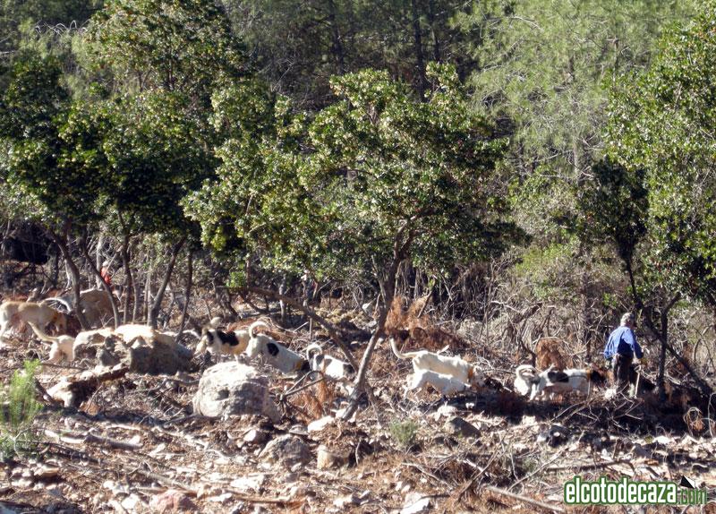 La desparasitación de perros cada 8 semanas podría ser sólo obligatoria en temporada de caza bit.ly/2sGHhBj  #ElCotodeCaza #Caza #Cazadores #PerrosdeCaza #Desparasitacion #Rehalas @fedexcaza_web