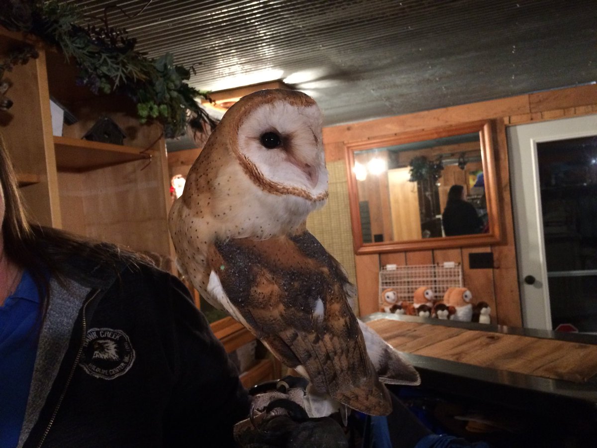 Katie Alexander On Twitter Soren The Barn Owl Was Born Here At