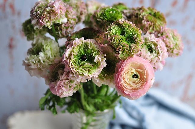 How many ranunculus does a girl need in her life. Simple, all of them. Every variety, every shade (yes even the garish red) but especially this fluffy number.
-
-
-
-
-

#inspiredbyflowers #inspiredbypetals  #realflowersoftheseason #momentsofmine #undert… ift.tt/2okefSi