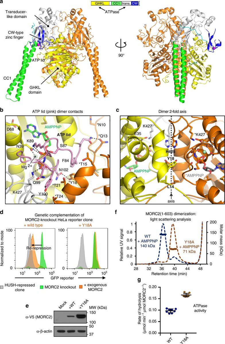 NatureComms's tweet photo. @ch_douse @yorgomodis lab @MRC_LMB provide structural and functional insights into the epigenetic silencing effector MORC2
https://t.co/TAuI2Fu5mx https://t.co/OWdiR2dOzL