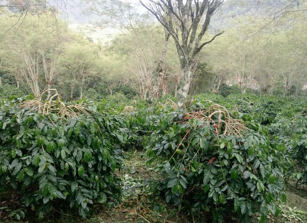 Maroon Coffee Pa Twitter Indahnya Suasana Sore Di Kebun Maroon Coffee Pa Twitter Indahnya Suasana Sore Di Kebun