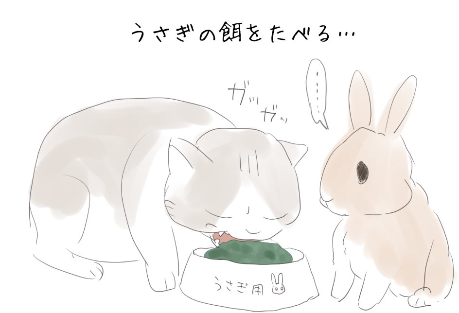 うちのねこです🐈 