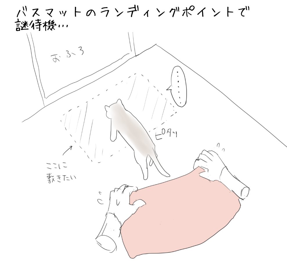 うちのねこです🐈 