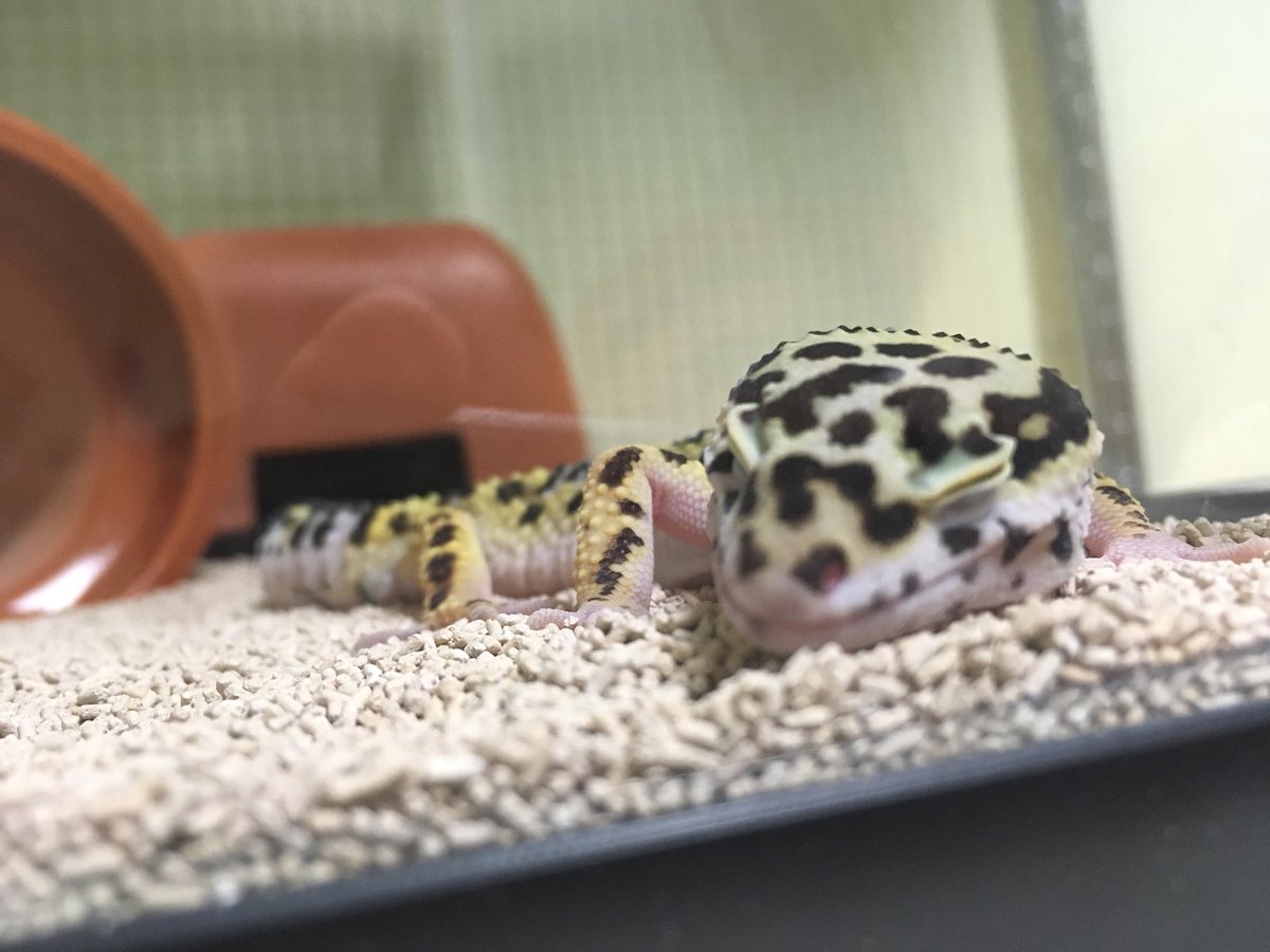 今日も、ニート。

#レオパ