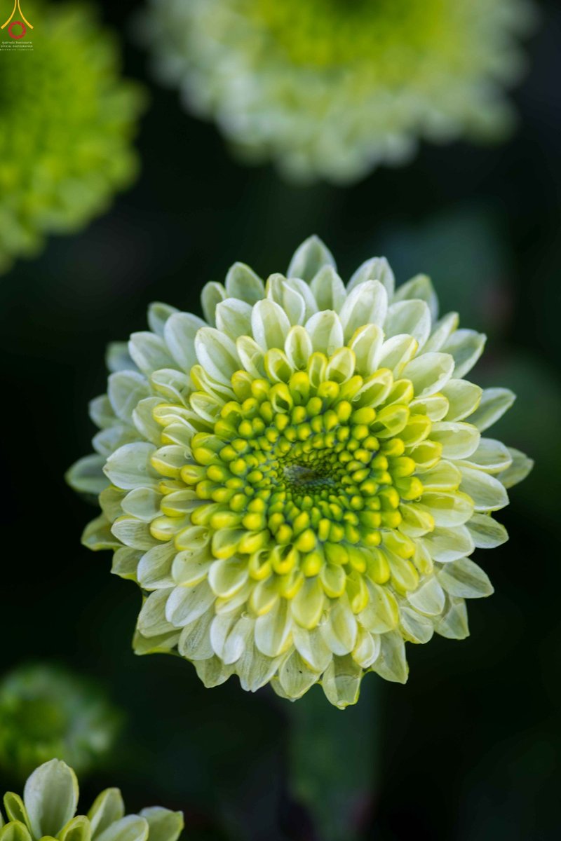 Psanitwong's tweet photo. งานบุญโครงการ #ธรรมยาตรา เส้นทางพระผู้ปราบมาร ปีที่ 6

ถวายเป็นพุทธบูชา บูชาธรรมมหาปูชนียาจารย์ #เทศกาล #มาฆบูชา 2561

23ก.พ.61
บุญเก็บดอกเบญจทรัพย์ ณ สวนมะลิแลนด์ (14 ไร่)

24ก.พ.61
บุญปลิดกลีบดอกเบญจทรัพย์ ณ มหารัตนวิหารคด

25ก.พ.61
บุญเก็บดอก #เบญจทรัพย์ ณ ทุ่งสวรรค์ ตะวันฉาย https://t.co/MFcrOwo9rC