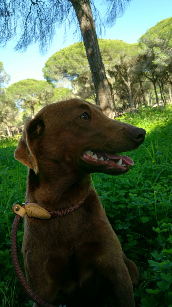 BrusBusca's tweet image. Para no ser un perrete de raza los chicos que me rescataron dicen que soy muy guapo... ¿Qué opinan chicos? #brus #brusbuscafamilia #AdoptaNoCompres #españa