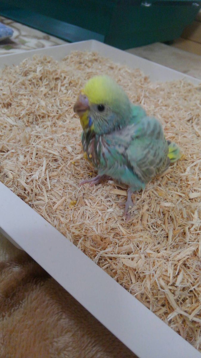 レム セキセイインコの赤ちゃん飼育中 インコ成長日記7日目 今日 日曜日 でピッピを迎えてからちょうど１週間 ピッピは最初の頃と比べるとかなり成長しました 最近は自分で籠の中へ戻っていく なんか悲しい W 1枚目 最初の頃の写真 2枚目 今