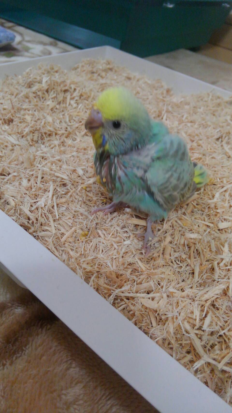 レム セキセイインコの赤ちゃん飼育中 Kujmln0owm7ocu1 Twitter