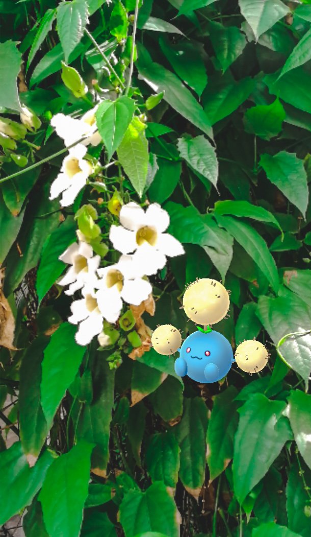 prince_je07's tweet image. When you make #PokemonGO photography a career 😁😁

#ARMode 

@PokemonGoApp @NianticLabs